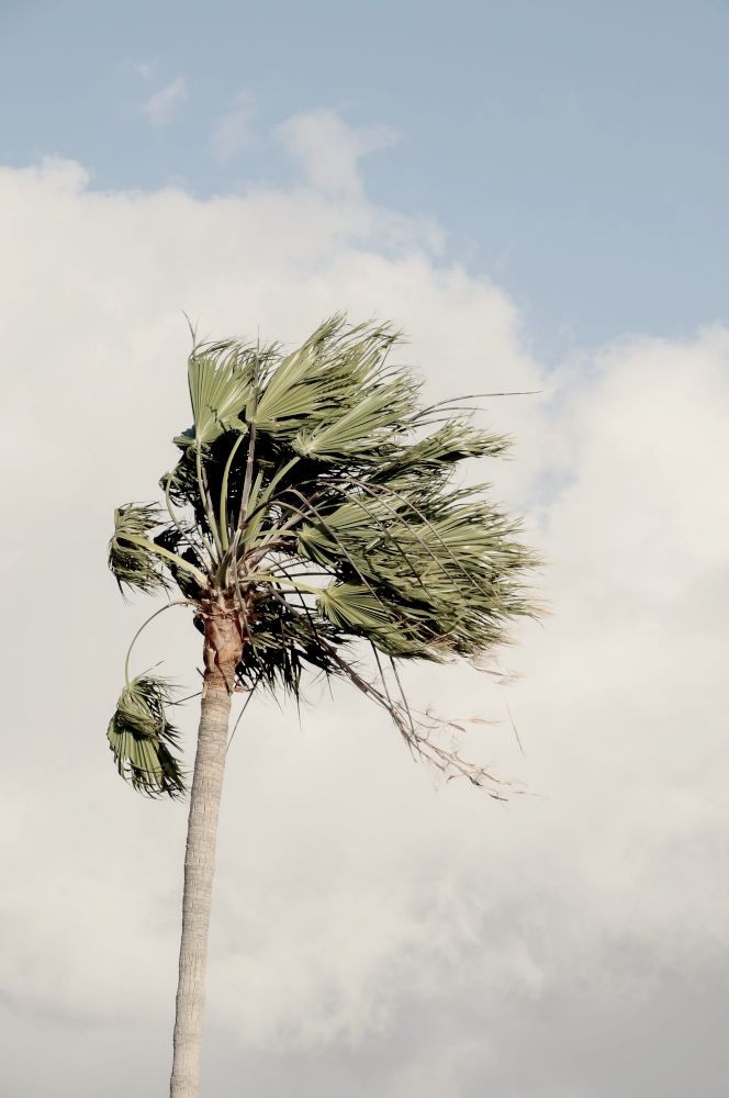 Palm tree blowing in the wind to represent a panic attack